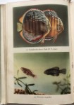 Akvarijn rybky, 1955